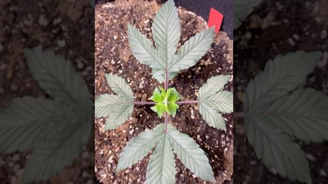 5 days after topping #trending #cannabiseducation 5 days after topping #trending #cannabiseducation