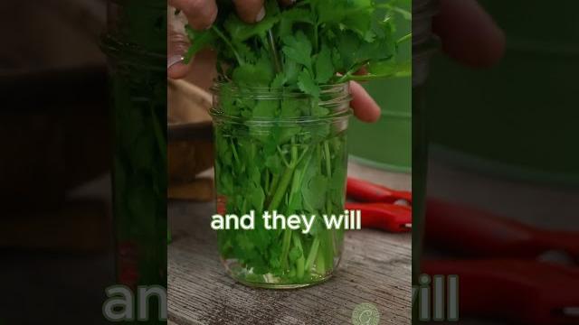 Keep cilantro fresh longer! #nowaste #cilantro Keep cilantro fresh longer! #nowaste #cilantro