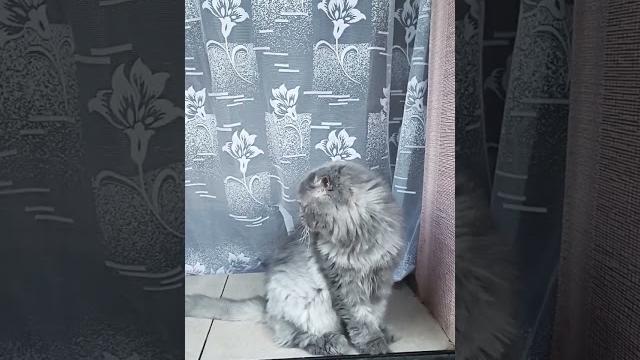 #васька на посту# #васька на посту#