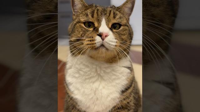 Кот васька в недоумении Кот васька в недоумении
