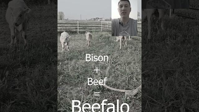 They are beefalo They are beefalo