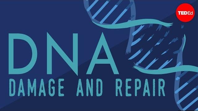 What happens when your dna is damaged? - monica menesini What happens when your dna is damaged? - monica menesini