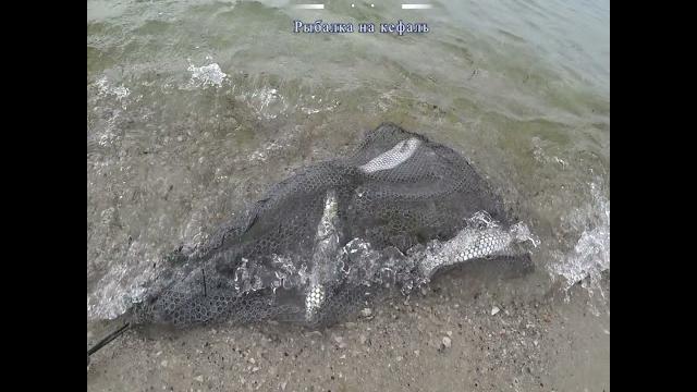 #shorts fishing, рыбалка, риболовля, pesca, balıqçılıq, 釣り, balık tutma, балық аулау, თევზჭერის #shorts fishing, рыбалка, риболовля, pesca, balıqçılıq, 釣り, balık tutma, балық аулау, თევზჭერის