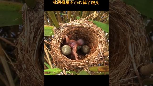 杜鹃别家鸟窝产蛋孵化成功,开始做坏事,却栽了跟头 杜鹃别家鸟窝产蛋孵化成功,开始做坏事,却栽了跟头