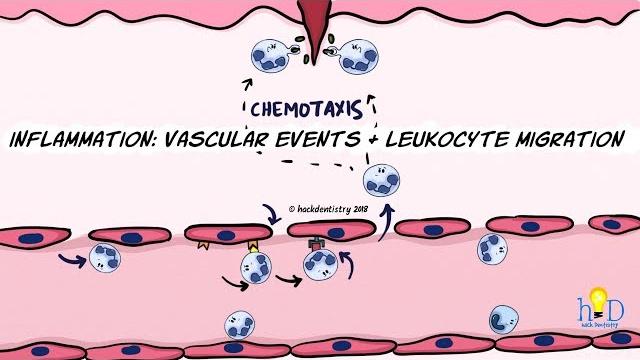 Inflammation: vascular events and leukocyte migration Inflammation: vascular events and leukocyte migration