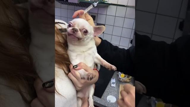 Vet struggles to give little dog injection Vet struggles to give little dog injection