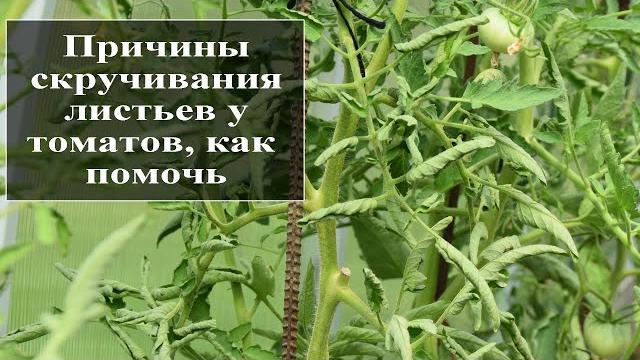 Почему у помидор скручиваются листья в теплице Почему у помидор скручиваются листья в теплице