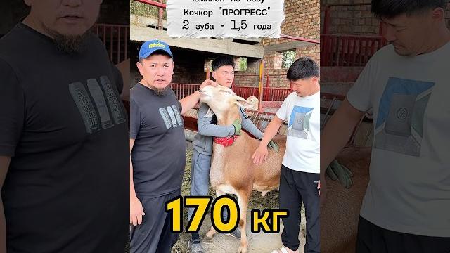 Баран породы #арашан 1,5 года, вес 170 кг, "прогресс" паншера исмаева #арашанские_овцы в Баран породы #арашан 1,5 года, вес 170 кг, "прогресс" паншера исмаева #арашанские_овцы в