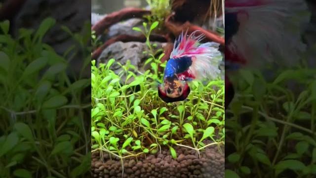 Петушок с характером #аквариум #aquarium #аквариумистика #aquascape #машаблюм #mashabloom Петушок с характером #аквариум #aquarium #аквариумистика #aquascape #машаблюм #mashabloom