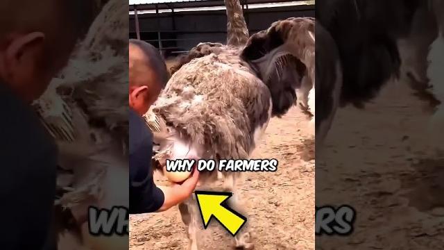 Why ostrich eggs are caught mid-air. Why ostrich eggs are caught mid-air.
