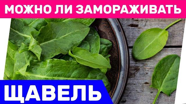 Можно ли замораживать щавель Можно ли замораживать щавель