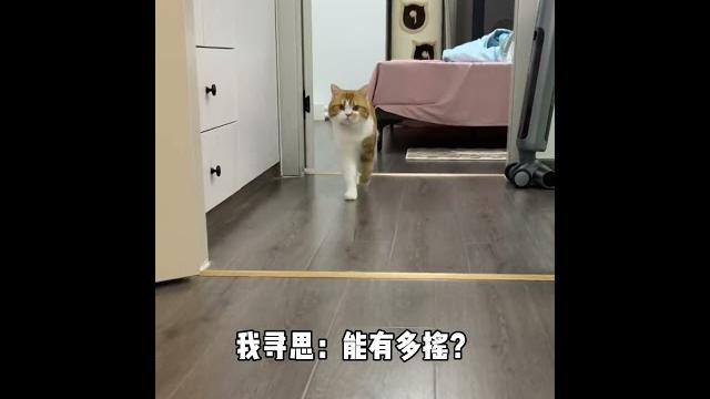 医生:你这猫以后会摇头晃脑我:能有多摇?记录猫咪日常 这个世界不能没有小猫 猫长大前后对比 医生:你这猫以后会摇头晃脑我:能有多摇?记录猫咪日常 这个世界不能没有小猫 猫长大前后对比