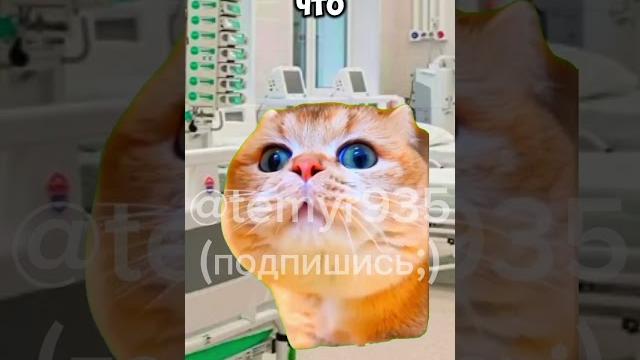 Котик отомстил учителю #shorts #коты #мемы #врек #учитель #актив #школа #рек #юмор #приколы Котик отомстил учителю #shorts #коты #мемы #врек #учитель #актив #школа #рек #юмор #приколы