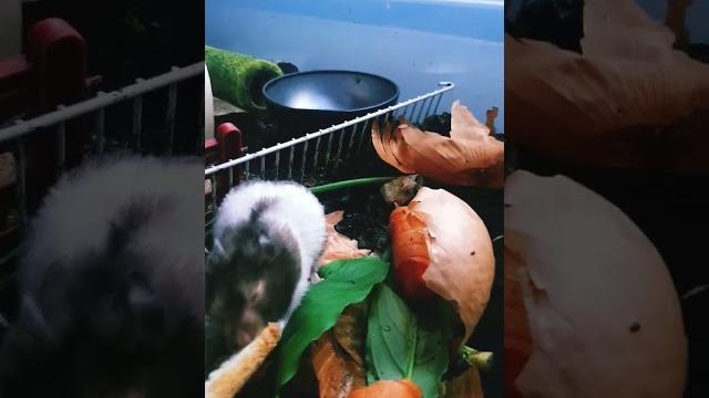 Hamster mario bros Hamster mario bros