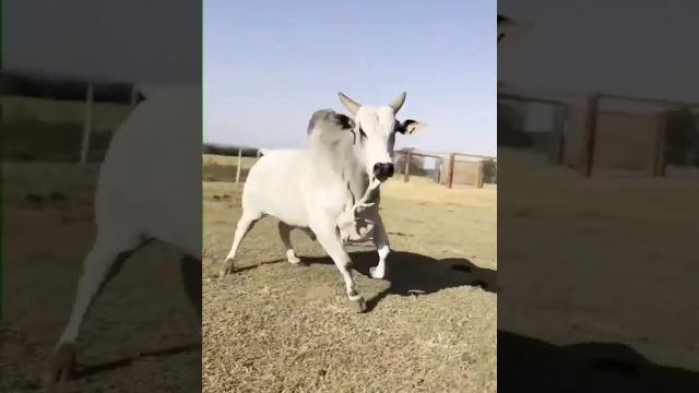 Que boi é esse? Que boi é esse?