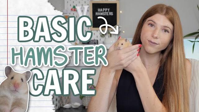 Basic hamster care Basic hamster care
