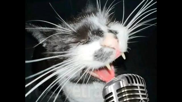 Careless whisper (meow version) Careless whisper (meow version)