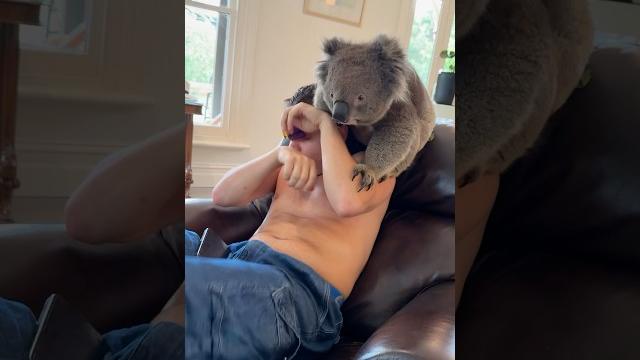 The hangover in aus! #funny #kangaroo #shortsyt The hangover in aus! #funny #kangaroo #shortsyt