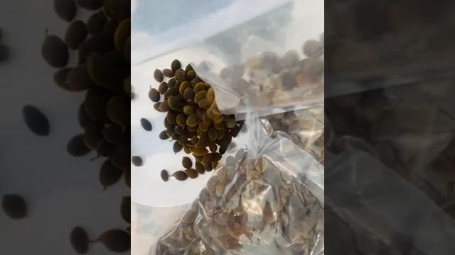 Gal siyambala Gal siyambala