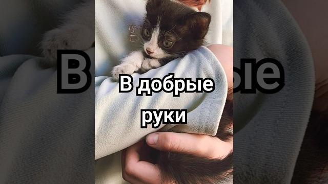 Котята в добрые руки Котята в добрые руки