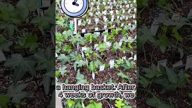 Growing ivy time lapse Growing ivy time lapse