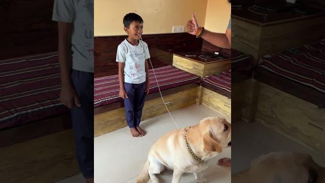 Max removed shambhu’s teeth #labrador #dog #pets #shorts Max removed shambhu’s teeth #labrador #dog #pets #shorts