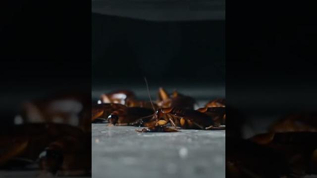 The ai tried to crush roaches… but it just tickled them 🪳#roachfail#bugglitch#aivsreality#aicomedy The ai tried to crush roaches… but it just tickled them 🪳#roachfail#bugglitch#aivsreality#aicomedy