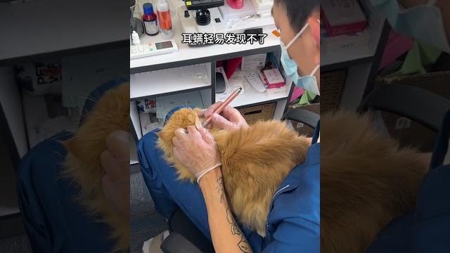 耳螨不会自愈且容易接触性传染! 猫咪有甩头挠耳动作的一定要及时清理萌宠好物 耳螨不会自愈且容易接触性传染! 猫咪有甩头挠耳动作的一定要及时清理萌宠好物