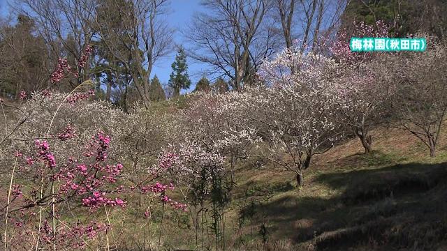 家で楽しむ秋田の四季 ウメ・サクラ 秋田市梅林園・由利本荘市本荘公園 家で楽しむ秋田の四季 ウメ・サクラ 秋田市梅林園・由利本荘市本荘公園