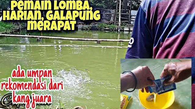Lomba harian galapung merapat‼️umpan mancing ikan mas kang juara keren abis ||umpan putih ikan mas Lomba harian galapung merapat‼️umpan mancing ikan mas kang juara keren abis ||umpan putih ikan mas