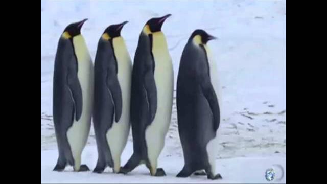 Смешные пингвины! говорящие ))) funny penguins! ))) Смешные пингвины! говорящие ))) funny penguins! )))