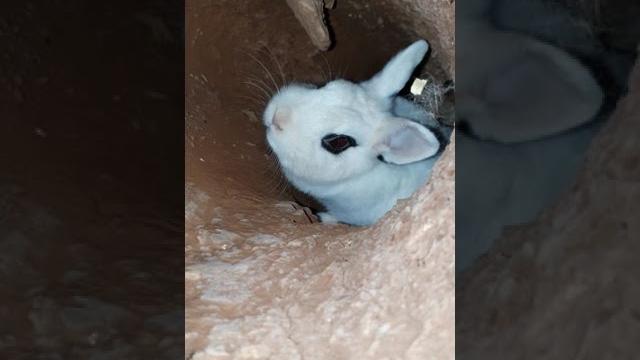 Do you know what is there inside a burrow? Do you know what is there inside a burrow?
