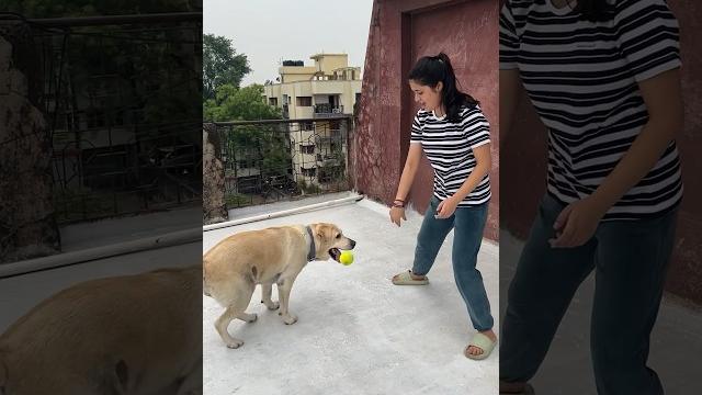 Cute dog playing with ball #shortvideo #video #trending Cute dog playing with ball #shortvideo #video #trending