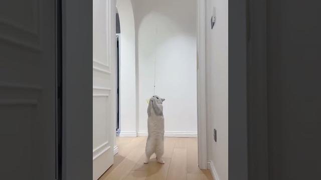 【大圆子】解放双手的逗猫棒简直太好玩了!大圆子表示超级喜欢!最后竟然还想要叼走把玩具藏起来~ 【大圆子】解放双手的逗猫棒简直太好玩了!大圆子表示超级喜欢!最后竟然还想要叼走把玩具藏起来~
