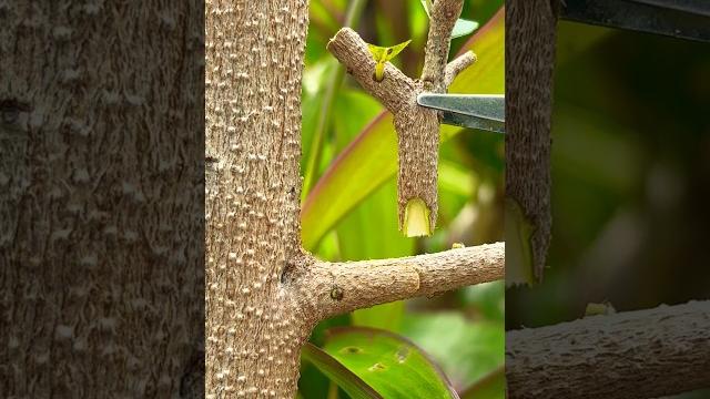Grafting fruit trees | grafting techniques and care. Grafting fruit trees | grafting techniques and care.