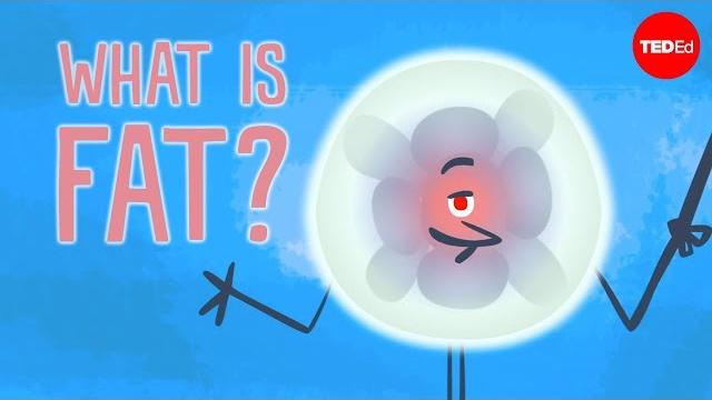 What is fat? - george zaidan What is fat? - george zaidan
