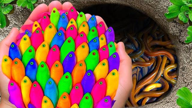 Wow satisfying catch colorful aquarium fish in small pond, platinum guppy, pencil fish, angel fish Wow satisfying catch colorful aquarium fish in small pond, platinum guppy, pencil fish, angel fish