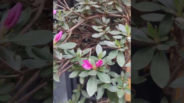 Açelya #azalea Açelya #azalea