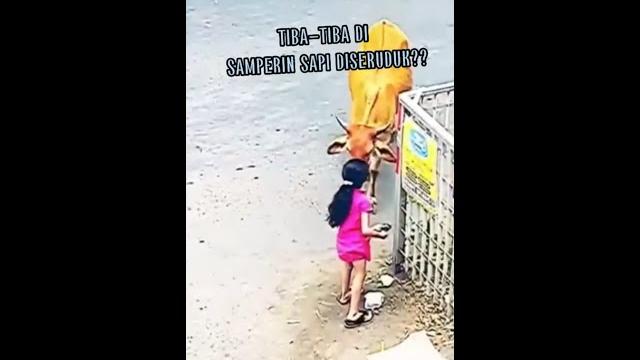 Viral!! anak perempuan tiba-tiba di samperin sapi diseruduk?atau??#viral #sapi#fyp #shorts Viral!! anak perempuan tiba-tiba di samperin sapi diseruduk?atau??#viral #sapi#fyp #shorts