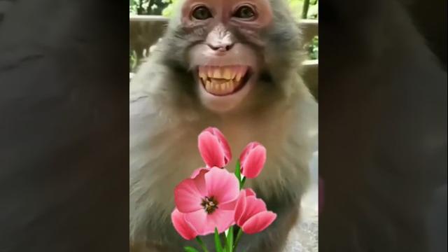 Nakal utarane wala bandar dubbing monkey #sorts #viral #funny #comedygold #comedy #comedyfilms Nakal utarane wala bandar dubbing monkey #sorts #viral #funny #comedygold #comedy #comedyfilms