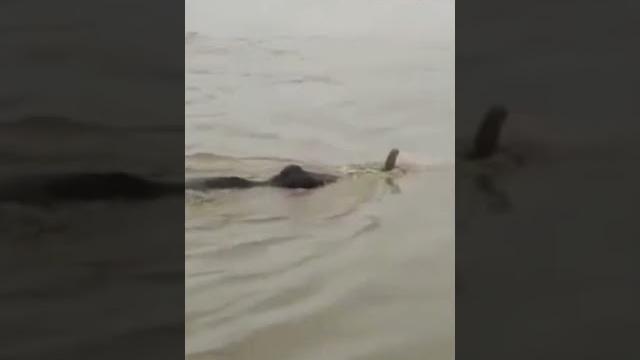 Assam news | assam news live | assam flood 2022 | assam flood news today | #shorts | #trending Assam news | assam news live | assam flood 2022 | assam flood news today | #shorts | #trending