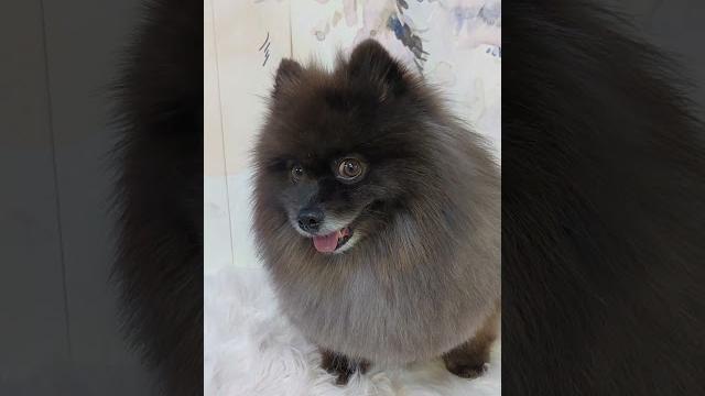 Шпиц #груминг #pomeranian #милота #забавныеживотные #pets #cute #домашниеживотные #смешныевидео Шпиц #груминг #pomeranian #милота #забавныеживотные #pets #cute #домашниеживотные #смешныевидео