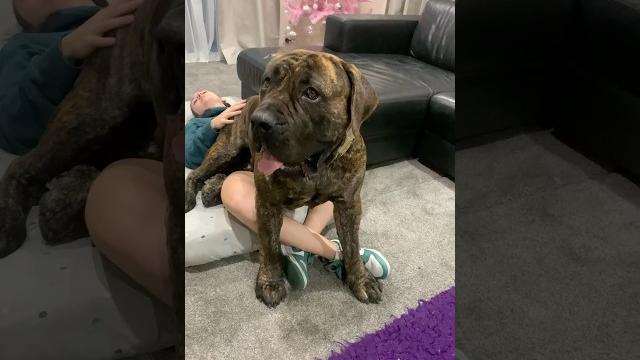 Big boerboel 170lbs lap dog Big boerboel 170lbs lap dog