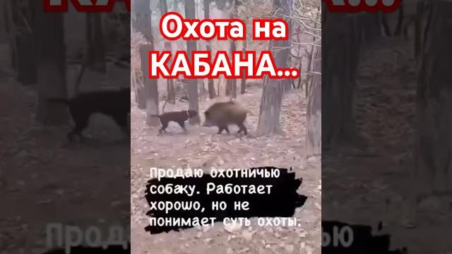 Охота на дикого кабана #lev77 Охота на дикого кабана #lev77