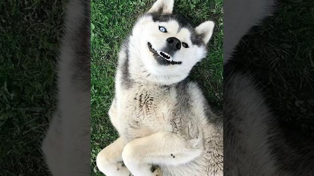 Normal dogs vs huskies#shorts #dog #doglover #dogs Normal dogs vs huskies#shorts #dog #doglover #dogs