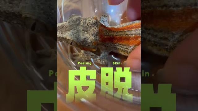 蓋勾亞守宮照顧!手指脫皮不順?腳趾卡皮? #青蛙爸爸 #爬蟲進出口 蓋勾亞守宮照顧!手指脫皮不順?腳趾卡皮? #青蛙爸爸 #爬蟲進出口