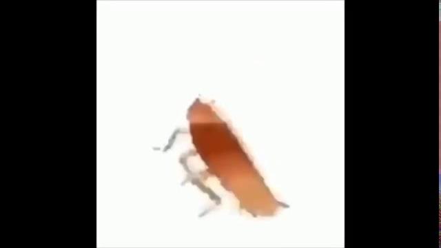 Dancing roach Dancing roach