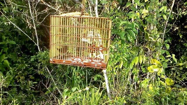 Curió caranbela 06/01/2019 Curió caranbela 06/01/2019