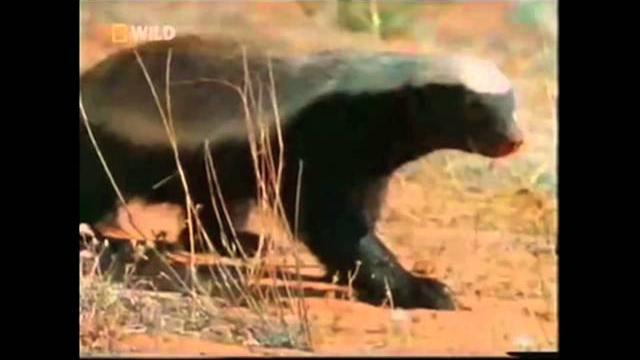 The crazy nastyass honey badger (original narration by randall) The crazy nastyass honey badger (original narration by randall)