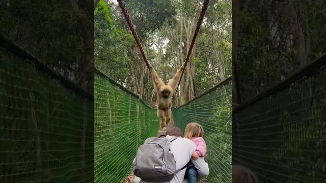 Gibbon swings over family while crossing a bridge Gibbon swings over family while crossing a bridge